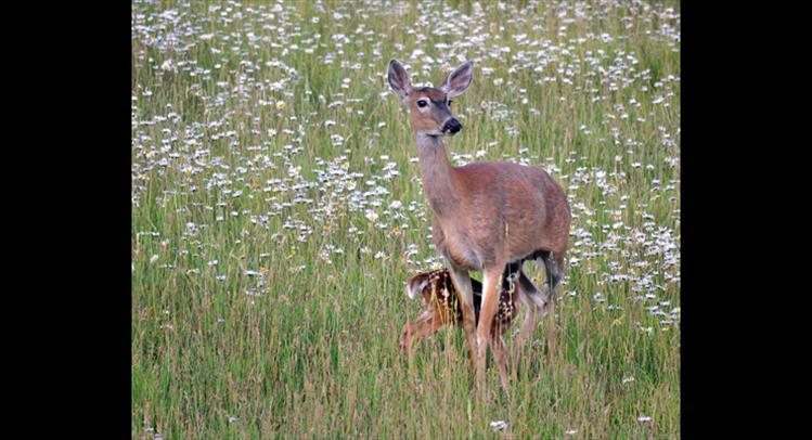 Whitetail doe and fawn, Ronan