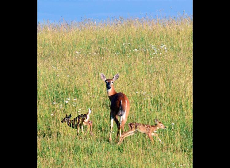 Fawns frolicking