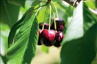 Cherry crop will  be early