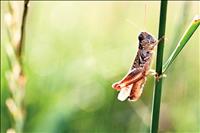 Grasshoppers a problem in Lake County