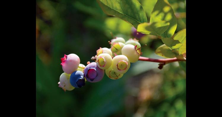 Ripening blueberries in the North Crow area soak up some sunshine.