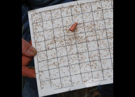 Hundreds of tiny wheat midges stick to a wheat midge trap, letting the farmer know he needs to treat his wheat.