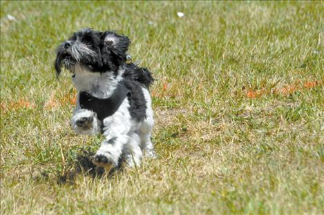 A pooch crosses the finish line in the dog race contest at St. Ignatius Good Old Days. 