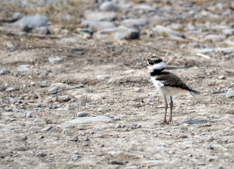 A tiny killdeer blends into the shoreline at Kicking Horse Reservoir, moments before its long legs propelled it to the safety of its mother.