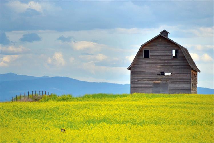 Chartreuse canola