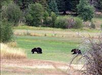 Area closes for grizzly management