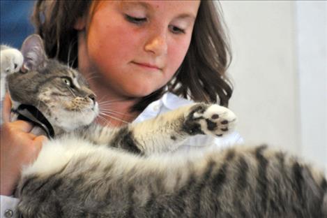 A kitty is flipped in the Cat Showmanship arena during the Lake County Fair. 