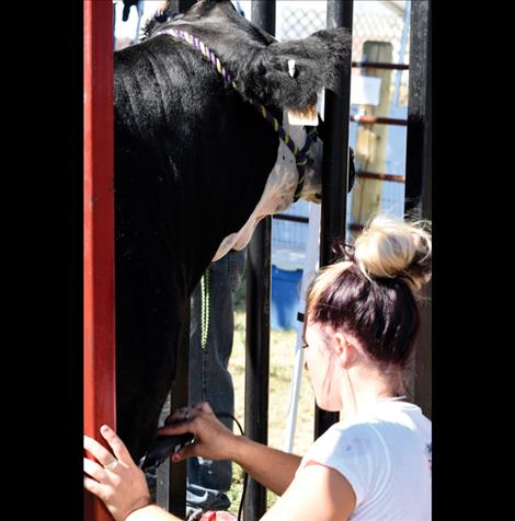 Laurel Rigby clips her calf’s neck, doing some last minute grooming before the market beef show on July 29.