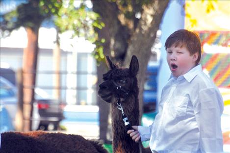 Showing alpacas can be tiring. Bowen Tryon yawns as he waits for a judge. 