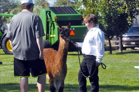 Bowen Tryon interacts while he shows his alpaca.  
