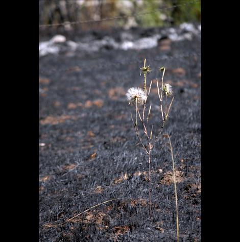 A seed pod remains among the soot.