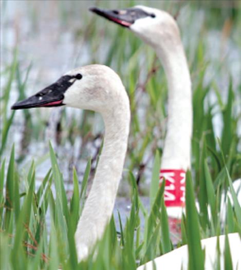 Restoration of trumpeter swans on the Flathead Indian Reservation began in the mid-1990s, and has resulted in at least 100 successful nesting attempts.