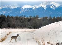 Experience wonder of winter at bison range