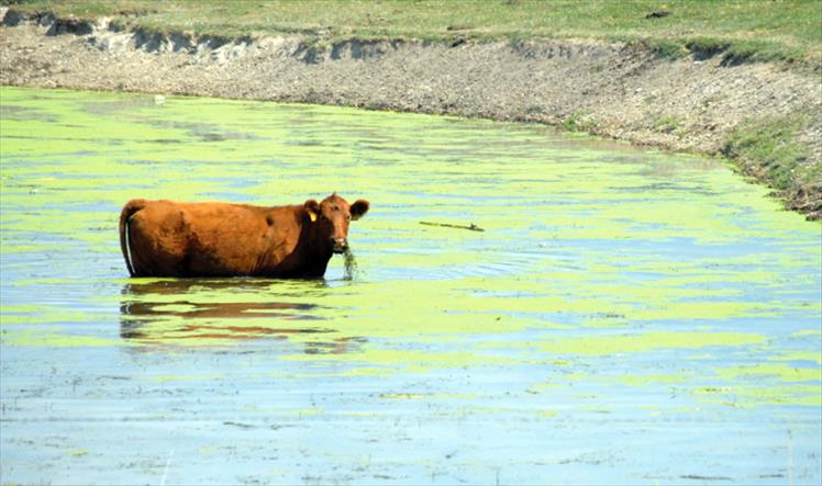 How now, brown cow?