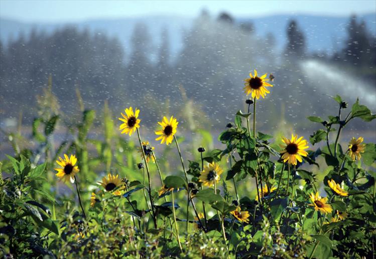 Wildflowers