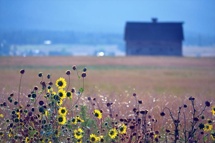 Barn with flowers