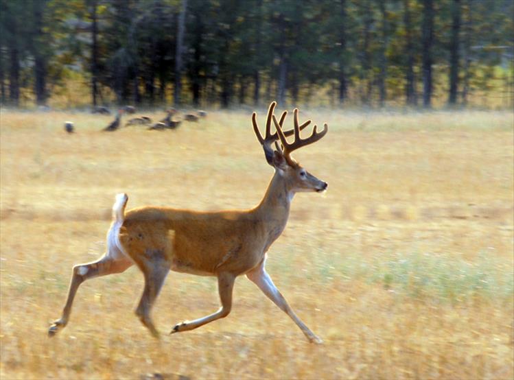 A velvet-racked buck makes his way across a field full of turkeys in the North Crow region of the Mission Valley.