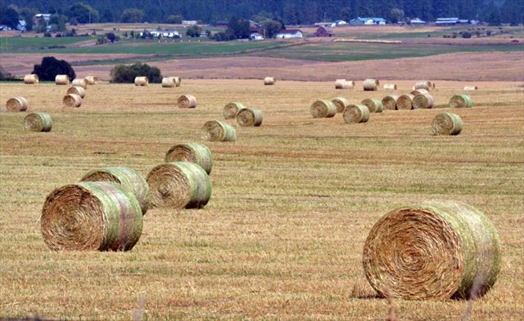 Round hay bales