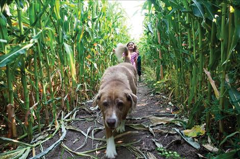 A pup makes his way through the Glacier View Christian School’s corn maze. 