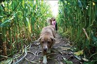 Corn maze provides fun puzzle 