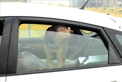 A dog sticks his nose out the window as he waits inside an air conditioned car. 