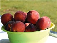 Life is a bowl of peaches