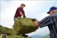 Hay auction helps  fund tractor