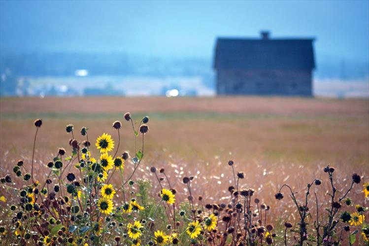 A recent brief ray of sunshine illuminates wildflowers along Old Hwy. 93.