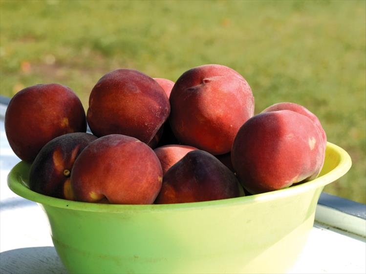 Plenty of ripe peaches are available around Flathead Lake this time of year.