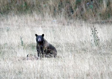 Bears at this time of year enter a phase called hyperphagia, a period of concentrated feeding to prepare for hibernation. To help avoid contact with bears, Glacier National Park visitors are reminded to keep their campground and developed areas clean and free of food and trash.