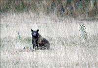St. Mary campground closed temporarily due to increased bear activity