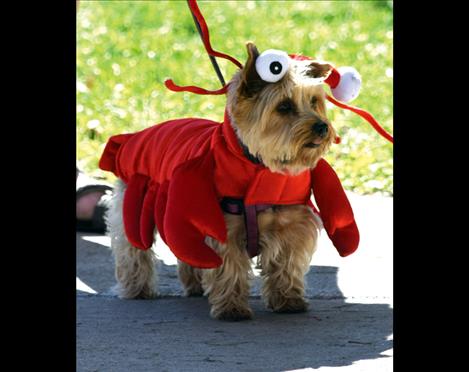 Princess, whose person is Sue Atkins, wears her lobster  costume for the costume contest at Pet-a-Palooza.
