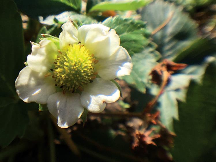 A strawberry blossom forecasts continued delicious red fruit barring any freezing weather ... or deer.