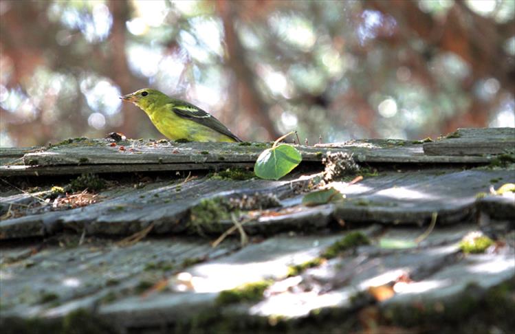 Yellow bird