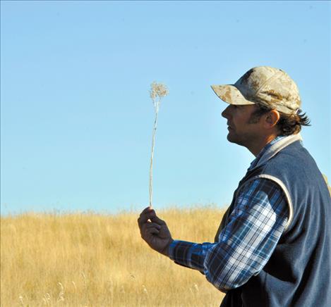 Charlie Holtz holds a whitetop weed in his hand as he explains that it’s difficult to eradicate all of the weeds.