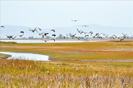 The Ninepipe Wildlife Refuge is home to many bird species. 