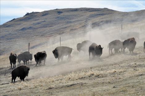 Bison wait to be put out to pasture after their checkup. 