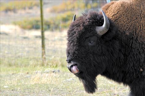 A bison.