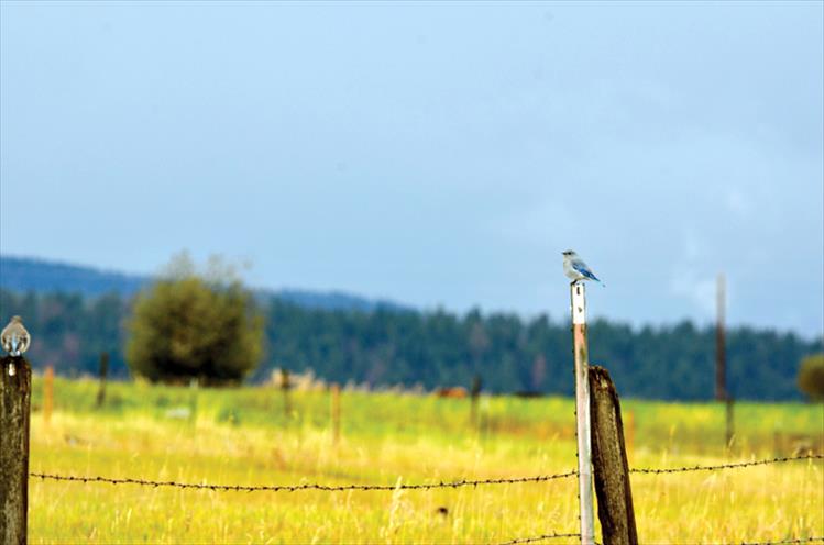 Bird on fence post