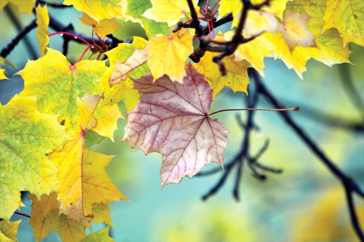 Autumn hues in Lake County