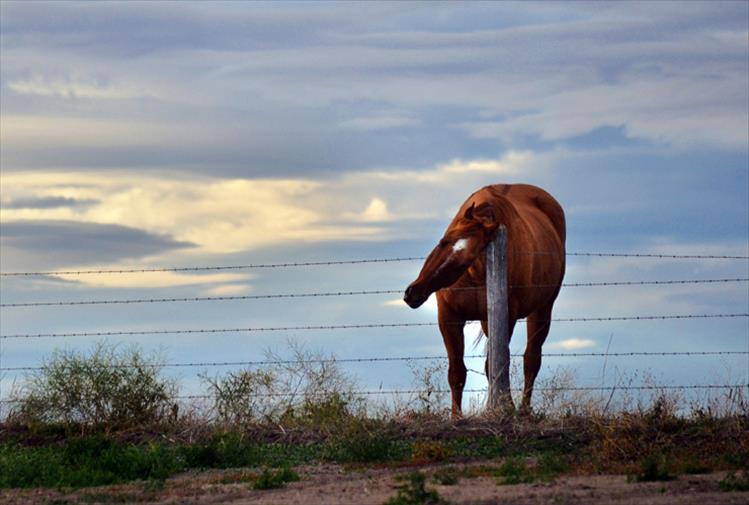 A horse on North Foothills Road takes advantage of a fencepost to scratch an itch.