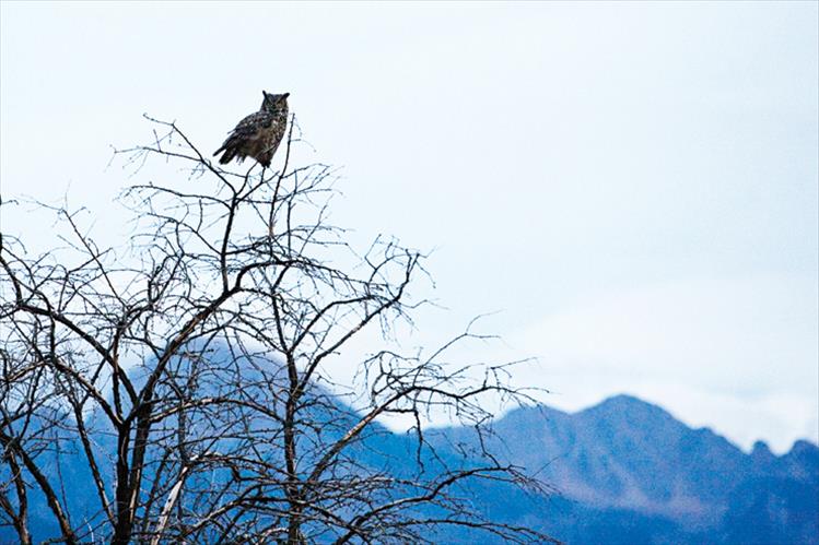 Owl and Mission Mountains