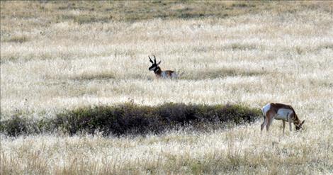 Pronghorns make their home on the National Bison Range with many other animals.