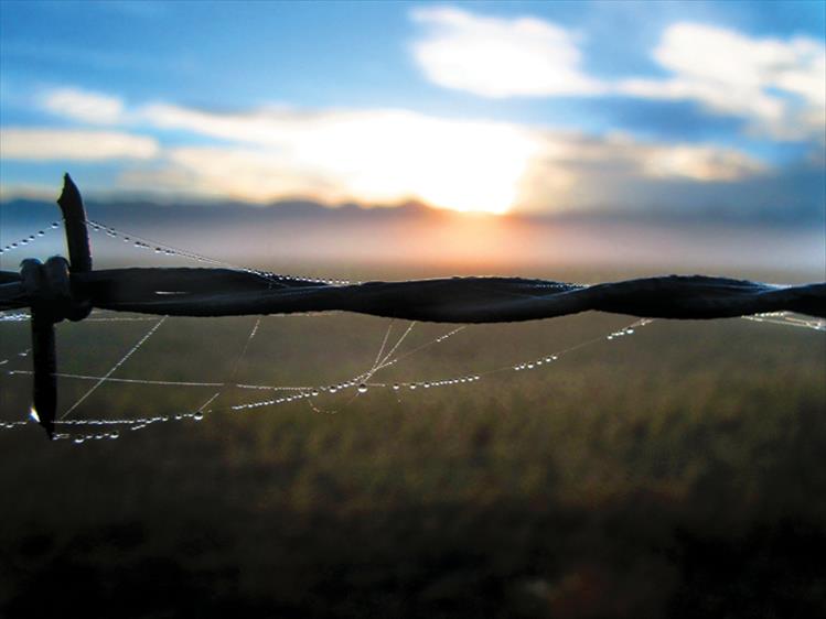 Dew and barbed wire