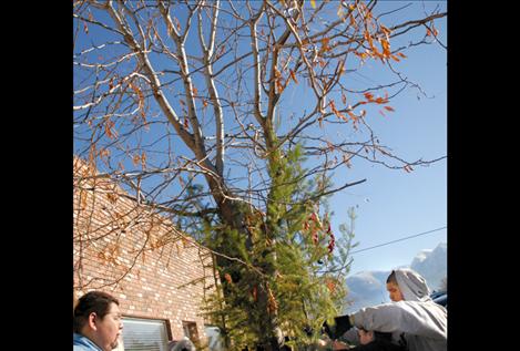  Murray Baloo, left, supervises as Daryke Cross Dog positions a Christmas tree on Ronan’s Main Street.