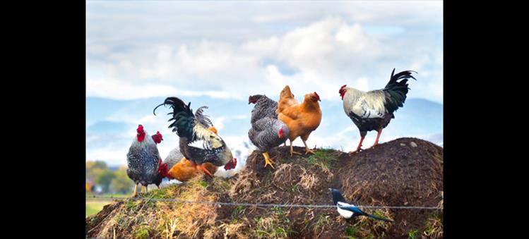 A curious magpie wants to join in a game of king of the hill, but the feathered friends won't allow it.