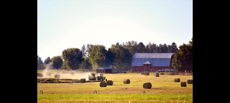 Ranchers harvest hay in late August to feed cattle in the Ronan/Pablo area.
