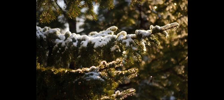 Snowy branch