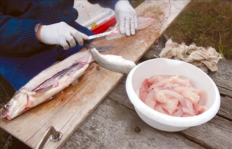 Local fishing pro Dick Zimmer displays the  whitefish he recently caught  near Riverside Park in Polson.