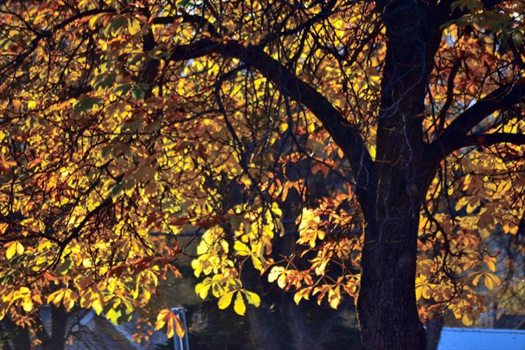 Early morning sunshine creates a glow of leaves on the lawn of the Lake County Courthouse.